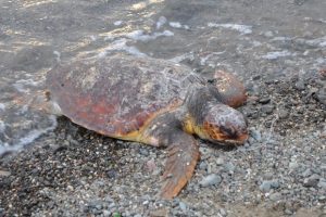&Ouml;l&uuml; Caretta Caretta sahile vurdu
