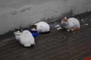 Karda a&ccedil; kalan kedilere yiyecek bıraktılar