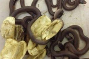 Eve getirdiği yumurtalardan zehirli yılanlar &ccedil;ıktı