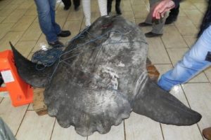 Ağlara 300 kiloluk ay balığı takıldı