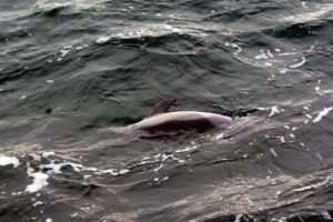 T&Uuml;DAV : Yunusların &ouml;l&uuml;m sebebi boğulma