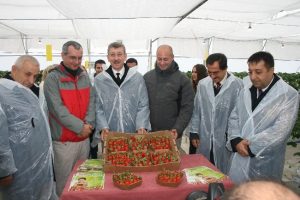 Kış ayında topraksız &ccedil;ilek &uuml;rettiler