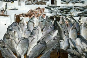 Karadeniz'de bir&ccedil;ok t&uuml;r yok oldu