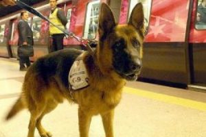 K&ouml;pek burnu hassasiyetinde dedekt&ouml;r