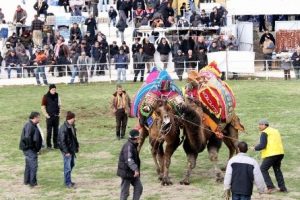 Kaz dağları'nda deve g&uuml;reşi heyecanı