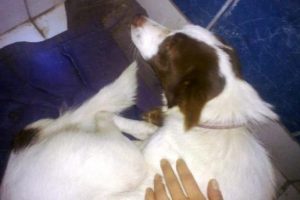 D&uuml;zce'de k&ouml;peğe tecav&uuml;z iddiası