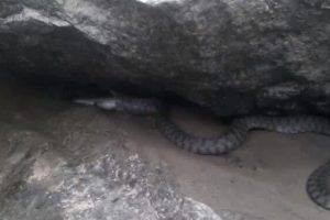 Su yılanı, balığı b&ouml;yle yedi!