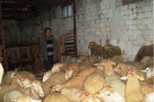 Bursa'da 210 k&uuml;&ccedil;&uuml;kbaş hayvan dağıtıldı