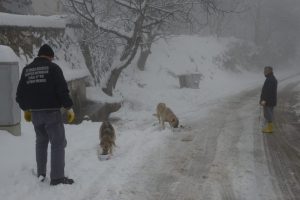 Doğal hayata yiyecek desteği