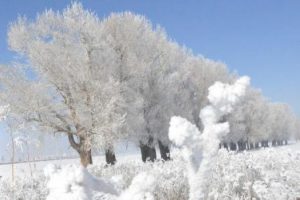 Kars buz tuttu