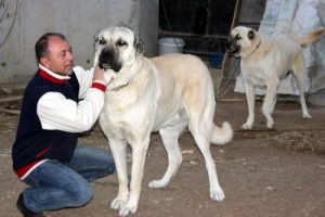 K&ouml;peğine "uygun eş" buldu
