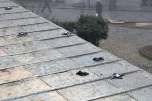 Selimiye Camii'nin g&uuml;vercinlerini zehirlediler