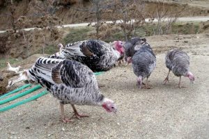 Yılbaşı hindileri beklenen ilgiyi g&ouml;rmedi