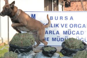 Zehir tacirlerine ge&ccedil;it yok