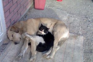 Kedi ve k&ouml;pek arasındaki kıskandıran dostluk