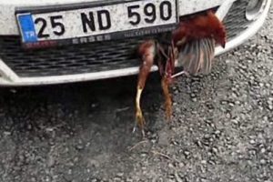 Tampona sıkışan horoz 30 km yol katetti