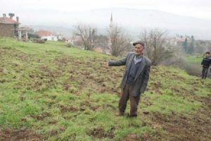 K&ouml;ye inen domuzlar ekinlere saldırdı