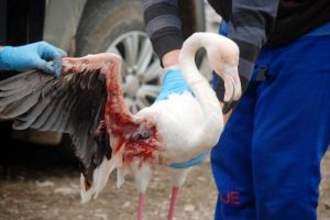 Yaralı flamingoya &ouml;zel ilgi