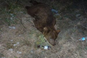 Yiyecek bulmak i&ccedil;in yola inen ayı kazada telef oldu