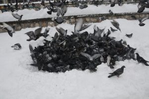 Kar yağışında kuşlar a&ccedil; kalmadı