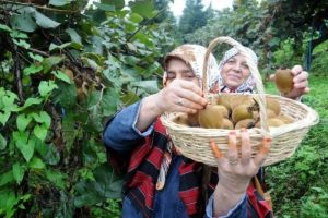 Rizelilerden 2 ton kivi 1 ton &ccedil;ay ikramı