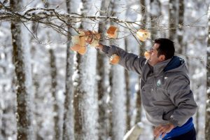 Uludağ'da kuşlar i&ccedil;in ''ekmek ağacı''