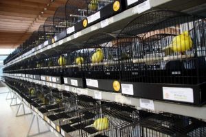4 bin 500 kuş T&uuml;rkiye'yi temsil etmek i&ccedil;in yarışacak
