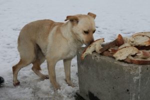 Sıkı dostlara hayat veriyorlar