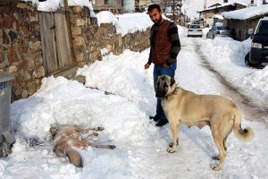 Kangal k&ouml;peği, kurdu telef etti