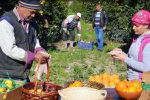 İnternetten narenciye sepeti!