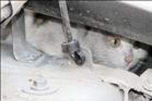 Kedi &ouml;yle bir yere girdi ki!