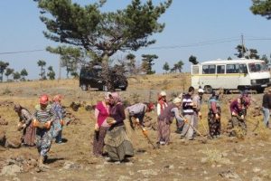 Ormancılardan fidan seferberliği