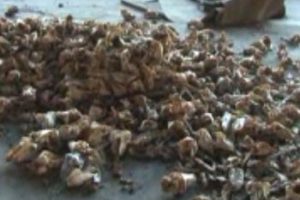 Şehrin merkezinde tonlarca hayvan leşi ortalığa atıldı