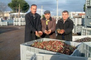 Zeytinci hayal kırıklığına uğradı