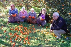 Fırtına mandalina &uuml;reticisini vurdu