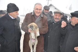 Yavru k&ouml;peğe, &Ouml;ğ&uuml;t sahip &ccedil;ıktı