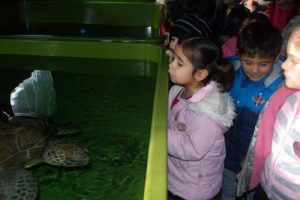 Miniklerin caretta caretta ilgisi
