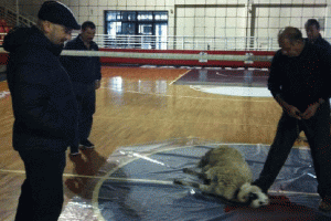Spor salonunun ortasında kurban kestirdi