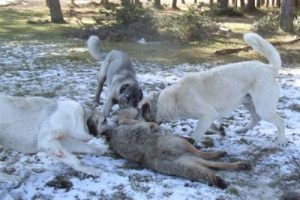 K&ouml;pekler, k&ouml;ye inen kurtları par&ccedil;aladı