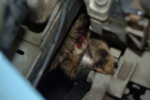 Yavru kedi otomobilin motoruna sıkıştı