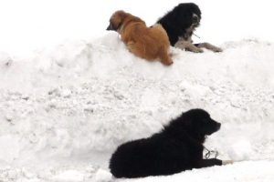 Atlardan sonra sıra k&ouml;peklere geldi