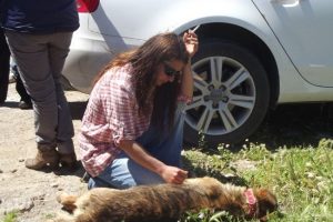 Cunda adasında yine k&ouml;pek katliamı