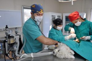 'K&ouml;p&uuml;k' ameliyatla sağlığına kavuştu