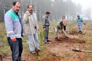 Orman yangınlarına karşı yangına dayanıklı ağa&ccedil;