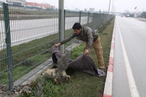 K&ouml;peğe &ccedil;arpan gen&ccedil; belediyeden yardım isteği
