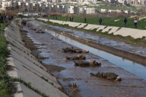 80 kişiyi başından vurup nehre attılar