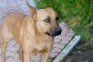 Tecav&uuml;z mağduru k&ouml;peğe yuva aranıyor