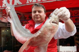 Hamsi i&ccedil;in &ccedil;ıktılar k&ouml;pek balığıyla d&ouml;nd&uuml;ler