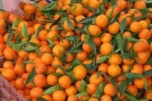 Zam şampiyonu mandalina
