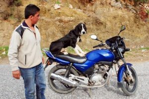 Motosiklet tutkunu k&ouml;pek